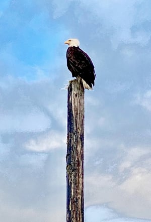 Bald Eagle