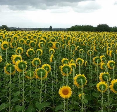 Sunflowers